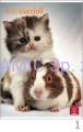 Teczka kartonowa z gumką 26x35,2cm, grzbiet 1,2cm Dolci Cuccioli