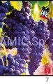 Zeszyt A4 42 kartek linia Fruits